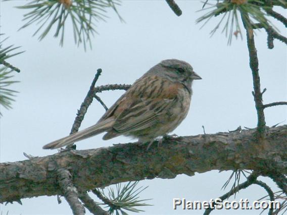 Godlewski's Bunting (Emberiza godlewskii)