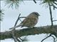 Godlewskis Bunting (Emberiza godlewskii) 