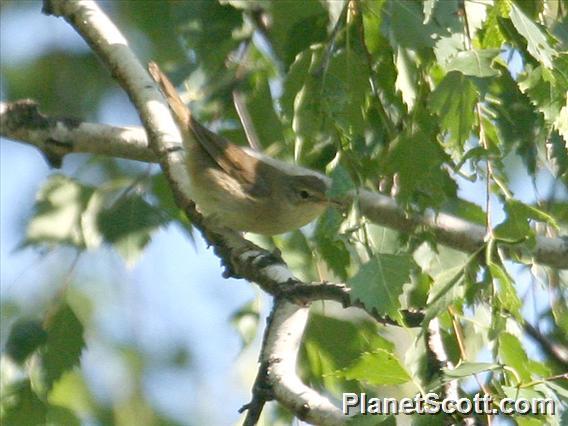 Dusky Warbler (Phylloscopus fuscatus)