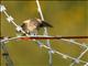 Common Chiffchaff (Phylloscopus collybita) Siberian