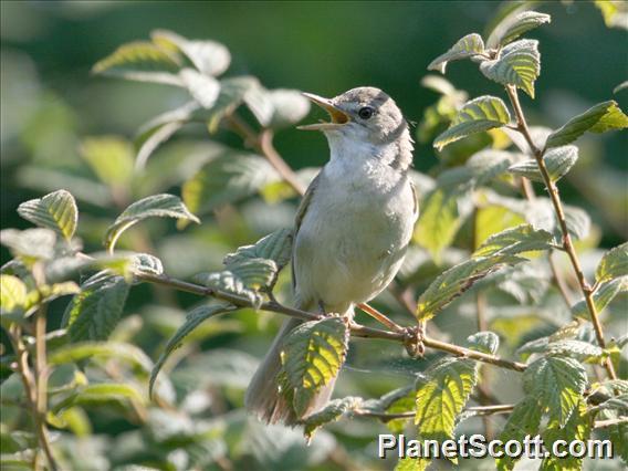 Blyth's Reed Warbler (Acrocephalus dumetorum)