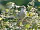 Blyths Reed-Warbler (Acrocephalus dumetorum) Siberian form