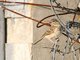 Tree Pipit (Anthus trivialis)