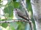 Asian Brown Flycatcher (Muscicapa dauurica) 