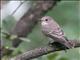 Spotted Flycatcher (Muscicapa striata) 