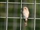 Spotted Flycatcher (Muscicapa striata) 