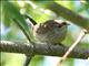 House Wren (Troglodytes aedon) 