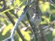 Savannah Sparrow (Passerculus sandwichensis)