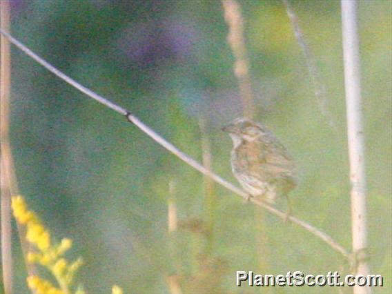 Henslow's Sparrow (Centronyx henslowii)