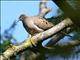 Mourning Dove (Zenaida macroura) 