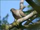 Mourning Dove (Zenaida macroura) 