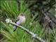 Western Flycatcher (Empidonax difficilis) 