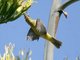 Western Tanager (Piranga ludoviciana)