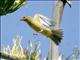 Western Tanager (Piranga ludoviciana) 