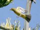 Western Tanager (Piranga ludoviciana)