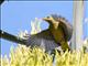 Western Tanager (Piranga ludoviciana) -  IN ACTION!