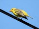 Western Tanager (Piranga ludoviciana)