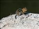 Golden-mantled Ground Squirrel (Callospermophilus lateralis) 