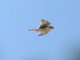 Prairie Falcon (Falco mexicanus)