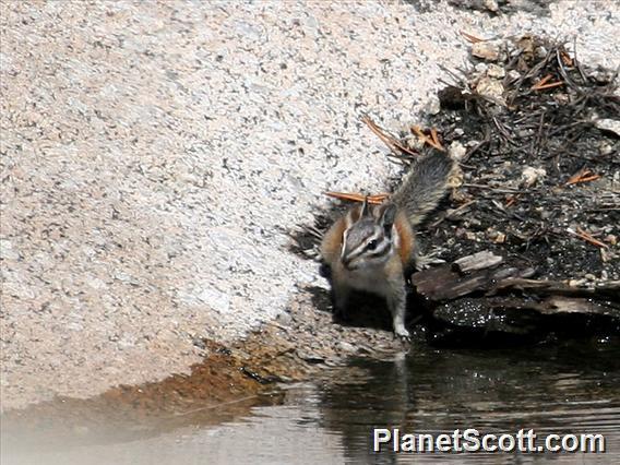 Long-eared Chipmunk (Neotamias quadrimaculatus)