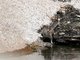 Long-eared Chipmunk (Tamias quadrimaculatus)