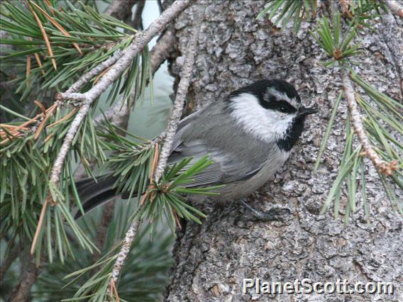 Mountain Chickadee (Poecile gambeli)