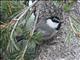 Mountain Chickadee (Parus gambeli) 