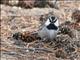 Mountain Chickadee (Parus gambeli) 