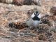 Mountain Chickadee (Parus gambeli)