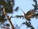 Townsend's Solitaire (Myadestes townsendi)