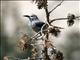 Clarks Nutcracker (Nucifraga columbiana) 