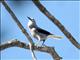 Clarks Nutcracker (Nucifraga columbiana) 