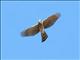 Sharp-shinned Hawk (Accipiter striatus) Flight