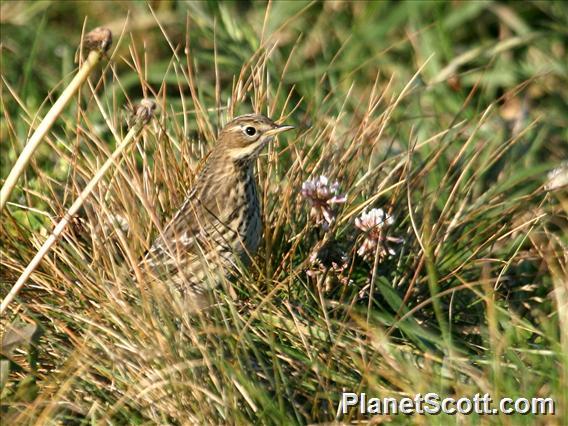 Red-throated Pipit (Anthus cervinus)