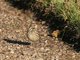 Red-throated Pipit (Anthus cervinus)