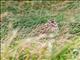 Vesper Sparrow (Pooecetes gramineus) 