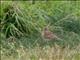 Vesper Sparrow (Pooecetes gramineus) 