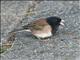 Dark-eyed Junco (Junco hyemalis) 