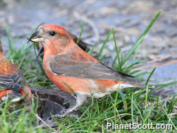 Red Crossbill (Loxia curvirostra)