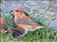 Red Crossbill (Loxia curvirostra) Male