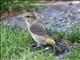 Red Crossbill (Loxia curvirostra) Female