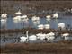 Tundra Swan (Cygnus columbianus) and various ducks