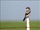 Loggerhead Shrike (Lanius ludovicianus) 