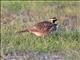 Horned Lark (Eremophila alpestris) Male