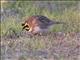 Horned Lark (Eremophila alpestris) Male