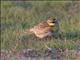 Horned Lark (Eremophila alpestris) Female