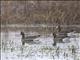 Greater White-fronted Goose (Anser albifrons) 