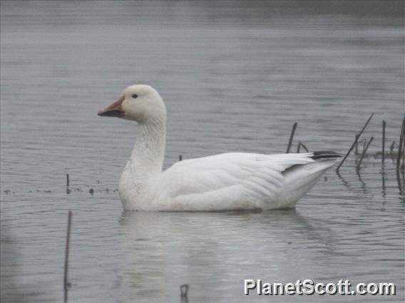 Snow Goose (Anser caerulescens)