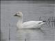 Snow Goose (Anser caerulescens) 