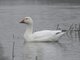 Snow Goose (Anser caerulescens)